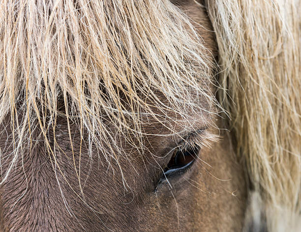 istock Eye of Icelandic Horse 620370266