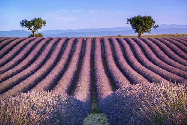 istock Provence, France. Lavander field 620370568