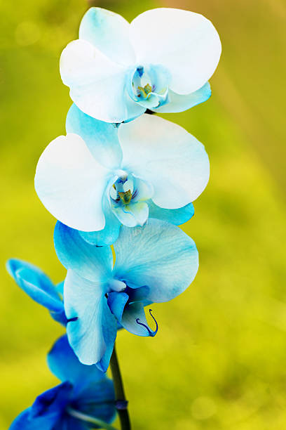 istock Vertical  image of a pretty dyed blue orchid 620370744