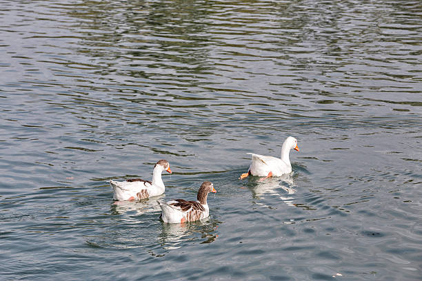 istock White duck swimming in the lake 620371564