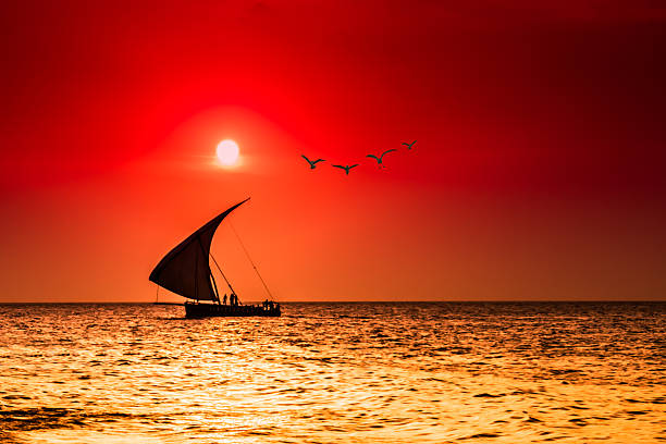 seagulls in the sun silhouettes of a sailboat and seagulls while a beautiful sunset dhow photos stock pictures, royalty-free photos & images
