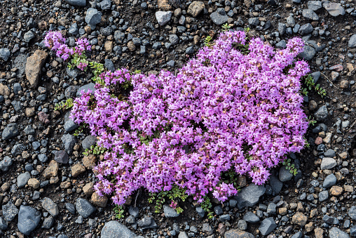Flower Thymus Praecox on black lava sand and pebbles in Iceland.