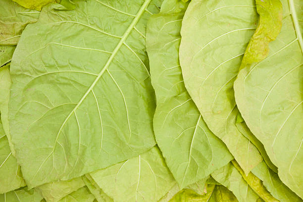 green tobacco leaves or natural background
