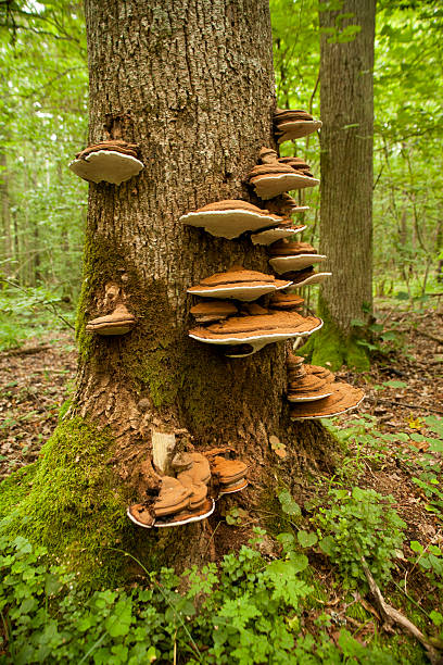 istock wood trunk in natural forest 620376750