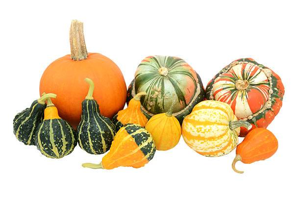 istock Selection of gourds, pumpkins and squashes 620376962