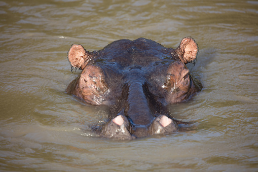 A hippo in St Lucia, South Africa