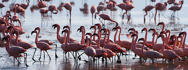 istock Group flamingos on the lake. Kenya. 620379248