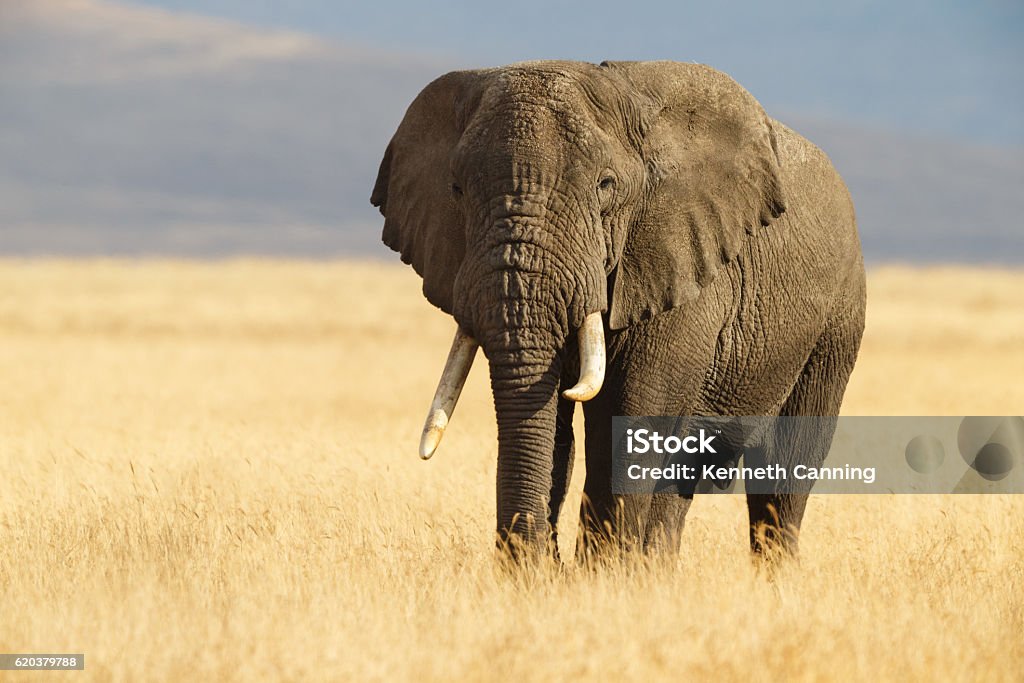 African Elephant and the Ngorongoro Savanna in Tanzania African Elephant  Elephant Stock Photo