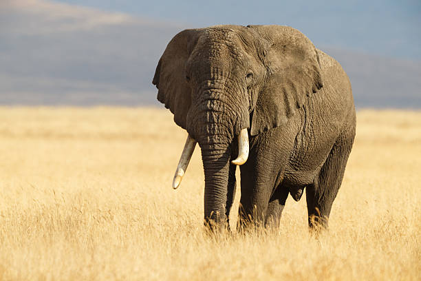 African Elephant and the Ngorongoro Savanna in Tanzania African Elephant  elephant stock pictures, royalty-free photos & images