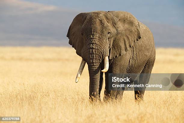 African Elephant And The Ngorongoro Savanna In Tanzania Stock Photo - Download Image Now