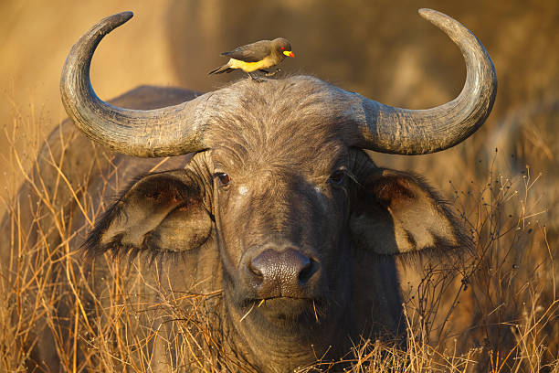 cape buffalo und gelbschnabel-oxpecker, ngorongoro krater, tansania afrika - wildrinder stock-fotos und bilder