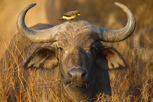 cabo buffalo y yellow billed oxpecker, cráter ngorongoro, tanzania áfrica - in ox fotografías e imágenes de stock