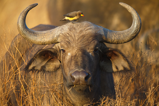 Cape Buffalo, Syncerus caffer 