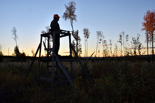 Silhouette of a Moose hunter standing in a hunting tower early in the morning holding his rifle, picture from the North of Sweden.