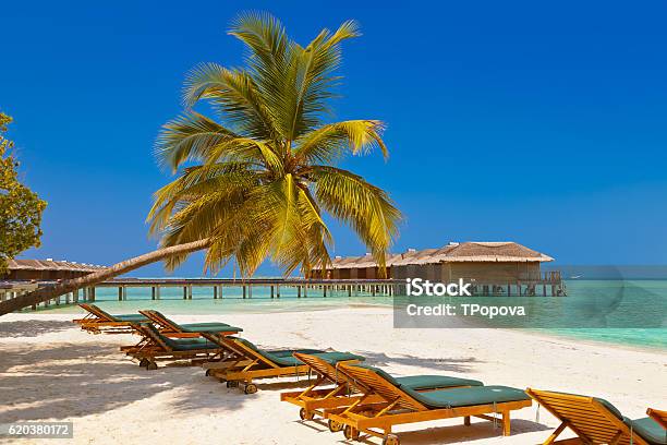 Loungers Em Maldivas Praia - Fotografias de stock e mais imagens de Ilha - Ilha, Empreendimento Turístico, Ajardinado