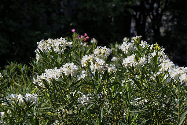 istock Beautiful flowers in nature 620381356