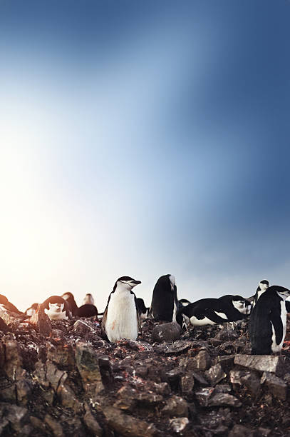 chinstrap penguins nesting on antarctica - nature antarctica half moon island penguin imagens e fotografias de stock