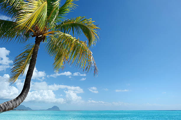 Photo of Tropical beach with a palm tree