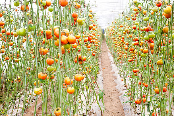 istock Tomatoes in a greenhouse 620386224