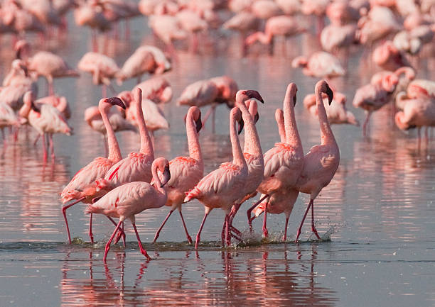 istock Big group flamingos on the lake. Kenya. 620386592