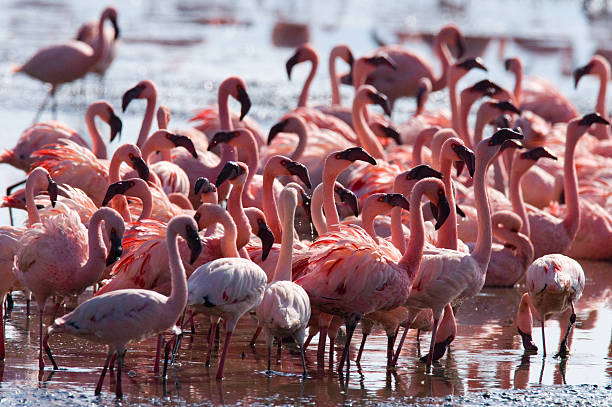 istock Big group flamingos on the lake. Kenya. 620386666