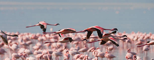 istock Big group flamingos on the lake. Kenya. 620386682