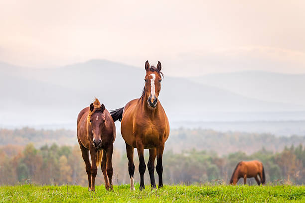 istock Mare and foal in a meadow 620388714