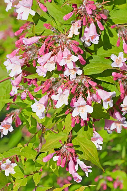 Photo of Kolkwitzia amabilis or Linnaea amabilis during flowering