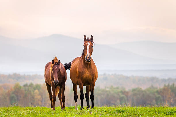 istock Mare and foal in a meadow 620389264