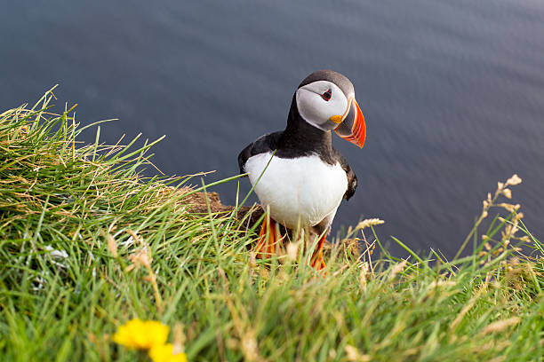 Puffin, Iceland. puffin on the green grass puffins resting stock pictures, royalty-free photos & images