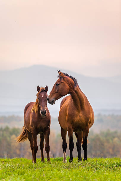 istock Horse family 620389630