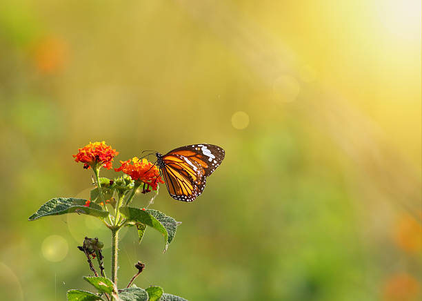 Stiped tiger butterfly stock photo