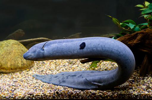 Unique ancient lungfish, surviving from the Jurassic period. Lives in reservoirs with stagnant water, often drying up and overgrown with aquatic vegetation. In the dry season digs in the ground \