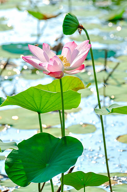 rosa lótus sagrada - lotus pink petal closed - fotografias e filmes do acervo