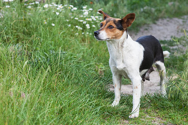 istock Mongrel dog outdoors 620396324