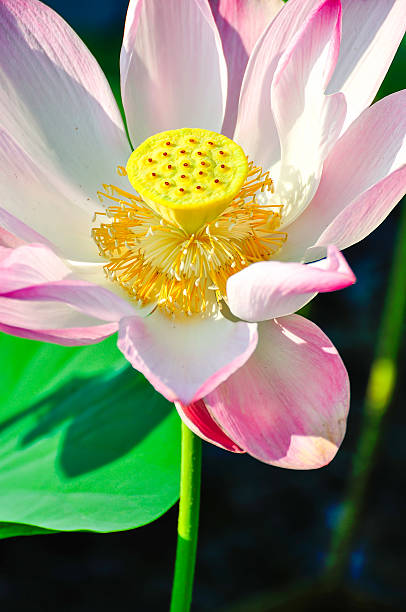 rosa lótus sagrada - lotus pink petal closed - fotografias e filmes do acervo