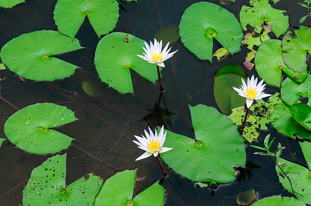 istock White water lily flower with yellow centre 620397402