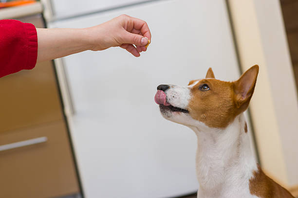 istock Basenji dog is ready to eat tiny piece of bread 620397692