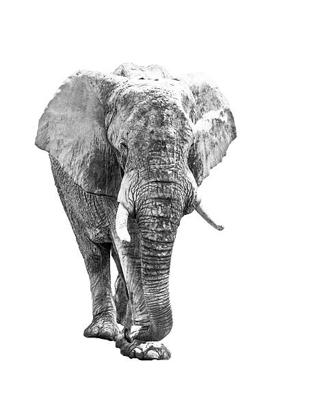 istock Huge african elephant isolated on white background 620398478