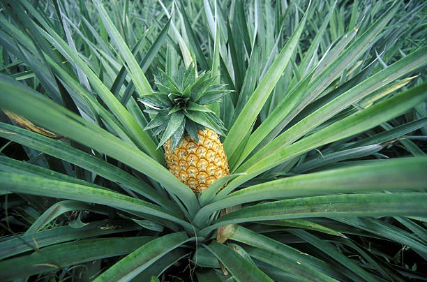 istock INDIAN OCEAN SEYCHELLES PINEAPPLE PLANTATION 620399648