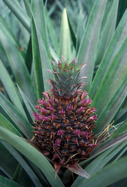 istock INDIAN OCEAN SEYCHELLES PINEAPPLE PLANTATION 620399884