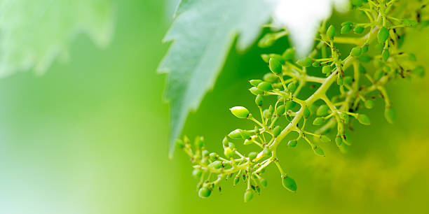 istock Unripe white grapes in a vineyard 620400786