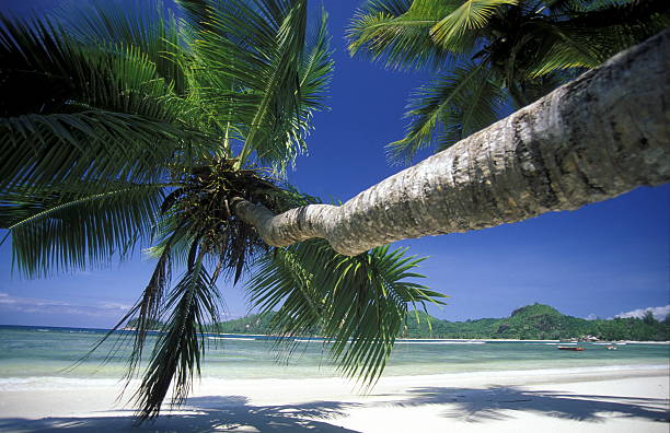 istock INDIAN OCEAN SEYCHELLES PRASLIN BEACH 620401306