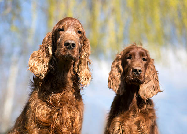 istock Funny Irish Setter dogs 620401980