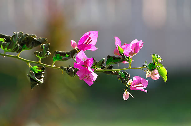 bougainvillea no fundo natural - close to moving up closed single flower - fotografias e filmes do acervo