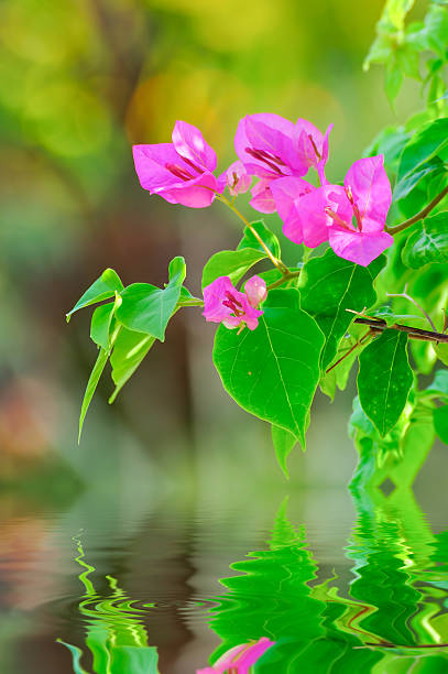 bougainvillea no fundo natural - close to moving up closed single flower - fotografias e filmes do acervo