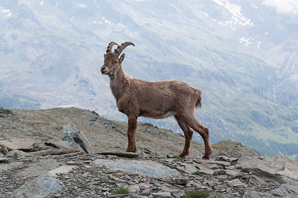 istock Young Alpine Ibex in Italian Alps 620402770