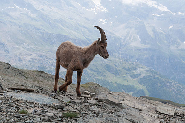 istock Young Alpine Ibex in Italian Alps 620403126