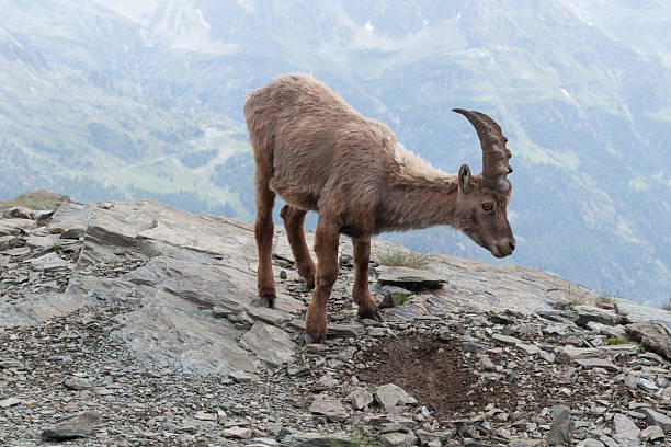istock Young Alpine Ibex in Italian Alps 620403508
