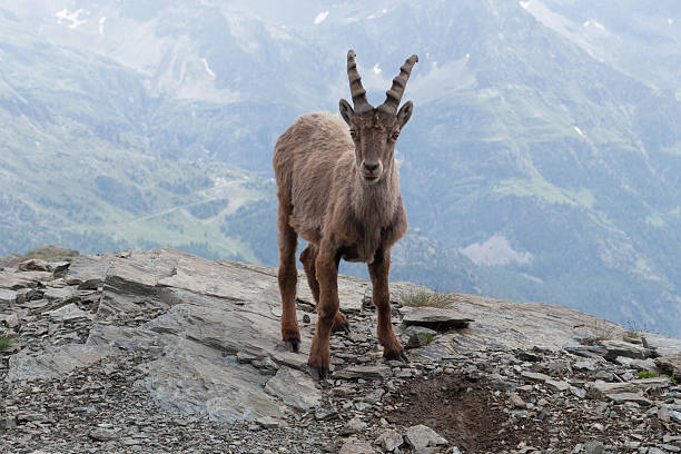 istock Young Alpine Ibex in Italian Alps 620403868